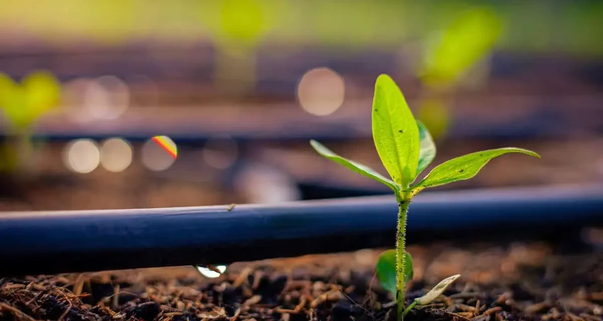 sistema por gotejamento oferece um custo operacional bem menor pode chegar a 100 da área plantada seu uso não se limita pelo tipo de topografia do terreno